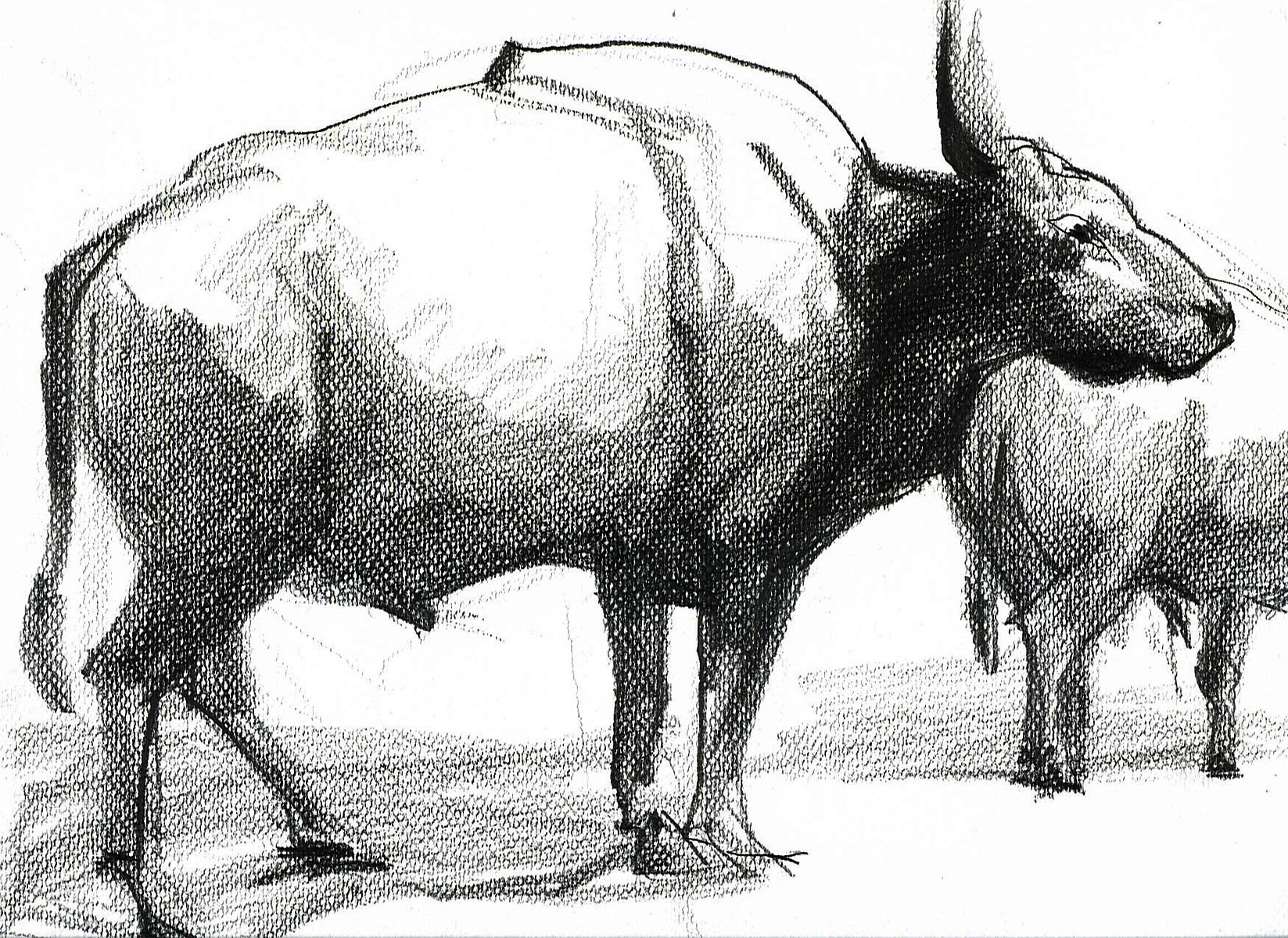 elenawuest_previous-works_malerei_bleistift-naturstudien_bleistift-stiere