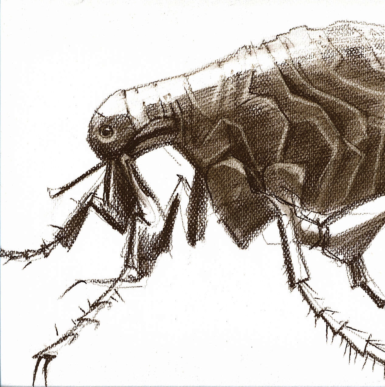 elenawuest_previous-works_malerei_bleistift-naturstudien_floh